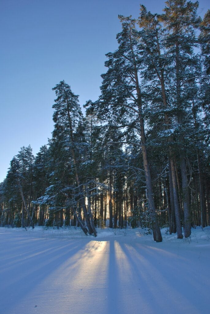 Talvimaisema Suomujärvellä