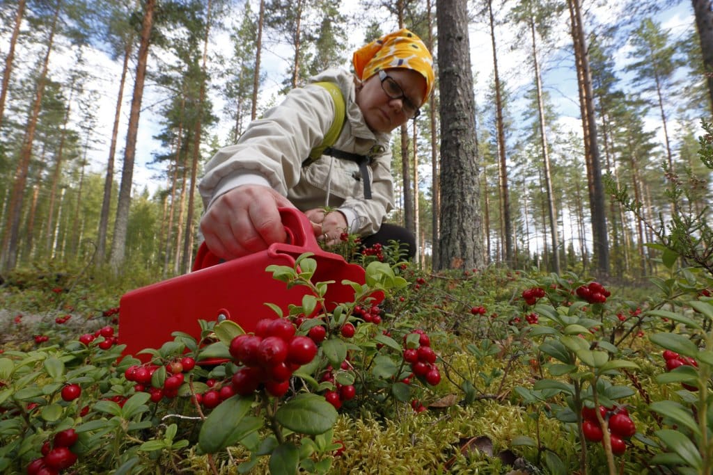 Revealing North Karelia's Natural Treasures And Forest Gems